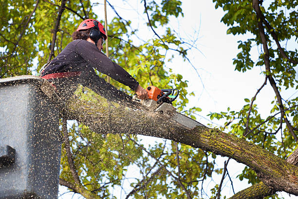 Professional Tree Service in Sheffield Lake, OH